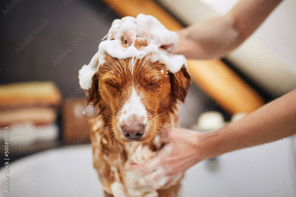 Brown and white dog covered in suds getting a bath at a cut above pet salon.