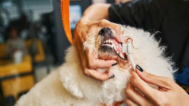 Small fluffy dog getting teeth brushed at a cut above pet salon.