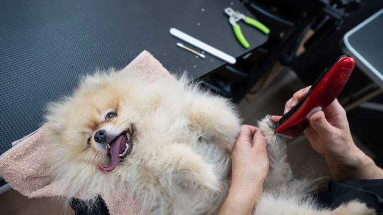 Small fluffy dog laying on back getting paw pads shaved at a cut above pet salon.