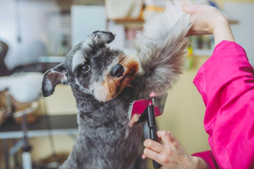 Dog getting trim at a cut above pet salon.