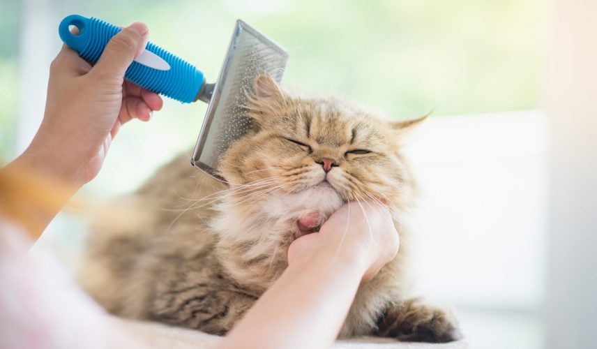 A content cat being brushed at a cut above pet salon.